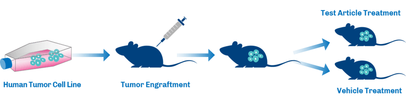 Immuno-Oncology Preclinical Models