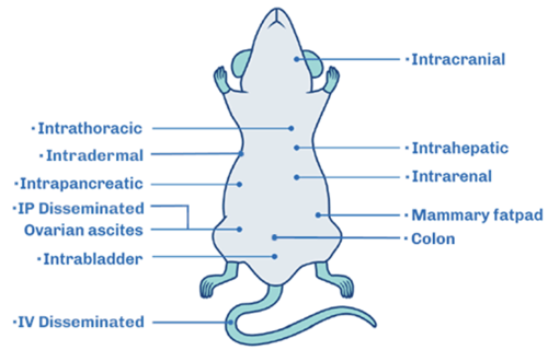 Site and cell lines available for orthotopic implantation