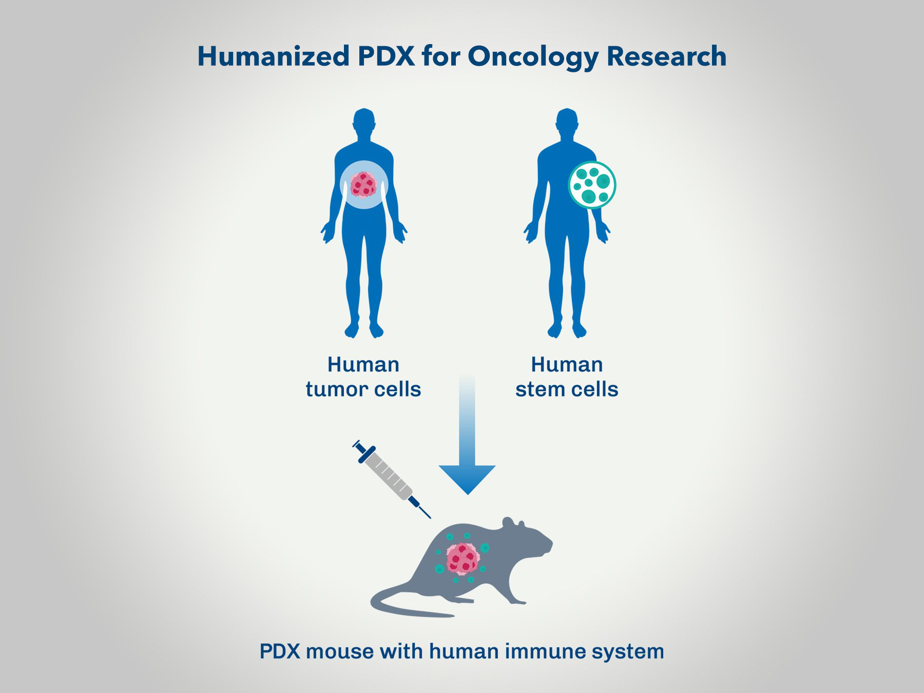 The Importance of Conducting PDX Oncology Studies in a Humanized Immune System